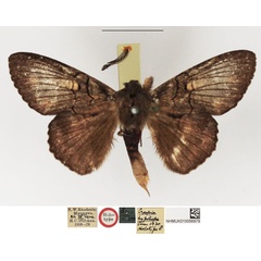 /filer/webapps/moths/media/images/H/hypolispa_Craspia_HT_NHMUK.jpg