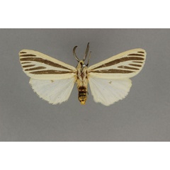 /filer/webapps/moths/media/images/M/melaleuca_Acantharctia_HT_BMNH.jpg