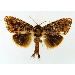 /filer/webapps/moths/media/images/T/transversa_Salagena_AF_TMSA_02.jpg