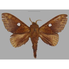 /filer/webapps/moths/media/images/C/carnegiei_Hypotrabala_AM_MNHN.jpg