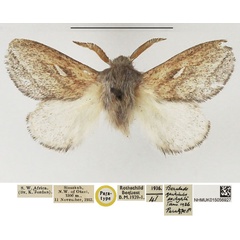 /filer/webapps/moths/media/images/E/exocyrta_Beralade_PTM_NHMUK.jpg