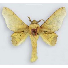/filer/webapps/moths/media/images/V/valkyria_Theophasida_HT_MHNG.jpg