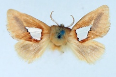 Latoiola pusilla