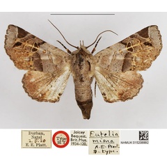 /filer/webapps/moths/media/images/M/mima_Eutelia_HT_NHMUK.jpg