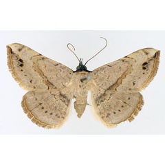 /filer/webapps/moths/media/images/M/marchalii_Maxera_AF_TMSA_01.jpg