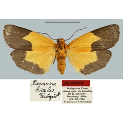 /filer/webapps/moths/media/images/B/bicolor_Paraona_AT_MNHN.jpg