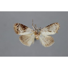 /filer/webapps/moths/media/images/C/costiplagiata_Meganola_HT_BMNH.jpg