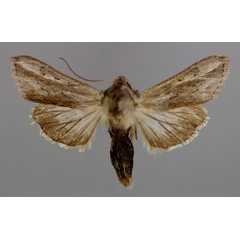 /filer/webapps/moths/media/images/P/prolai_Cucullia_A_RMCA_01.jpg