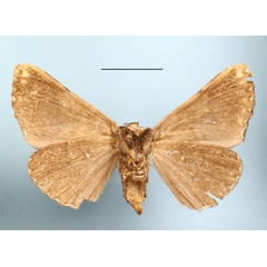 /filer/webapps/moths/media/images/E/ethiopica_Avatha_A_MGCLb_01.JPG