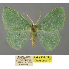 /filer/webapps/moths/media/images/F/furcata_Heterorachis_PT_ZSM_01.jpg