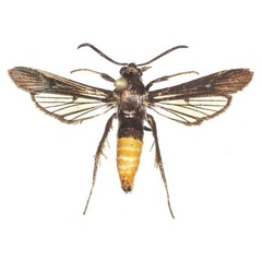 /filer/webapps/moths/media/images/M/murzini_Proaegeria_PTM_COGM.jpg