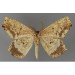 /filer/webapps/moths/media/images/S/superba_Leptocolpia_HT_ZSM_02.jpg