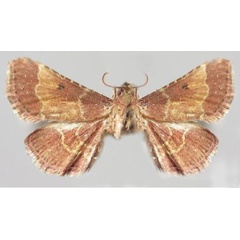 /filer/webapps/moths/media/images/S/speidelalis_Analalavia_PTM_MNHN.jpg