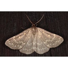 /filer/webapps/moths/media/images/G/gigantalis_Polypogon_A_Heyns_02.jpg