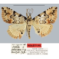 /filer/webapps/moths/media/images/C/comorana_Sophta_HT_MNHN.jpg