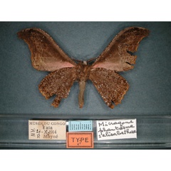 /filer/webapps/moths/media/images/P/phantasma_Micragone_HT_RMCA_02.jpg