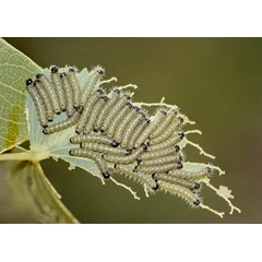 /filer/webapps/moths/media/images/B/belina_Gonimbrasia_C_Roland_01.jpg