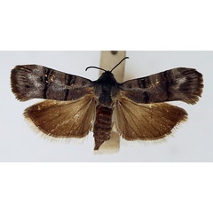 /filer/webapps/moths/media/images/E/eucallynta_Nigilgia_AF_TMSA_01.jpg