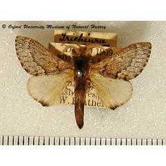 /filer/webapps/moths/media/images/O/obsoleta_Anadiasa_A_OUMNH_02.jpg