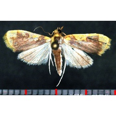 /filer/webapps/moths/media/images/X/xanthocraspia_Sameodesma_AM_Poltavsky.jpg