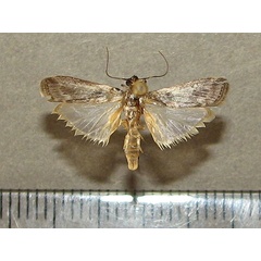 /filer/webapps/moths/media/images/Z/zinckenella_Etiella_A_Goff_01.jpg