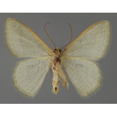 /filer/webapps/moths/media/images/S/stibolepida_Phaiogramma_A_ZSM_02.jpg