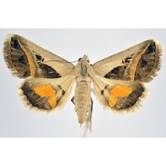 /filer/webapps/moths/media/images/C/circumdata_Acantholipes_A_NHMO_01.jpg