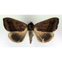 /filer/webapps/moths/media/images/V/verecunda_Ophiusa_A_RMCA.jpg