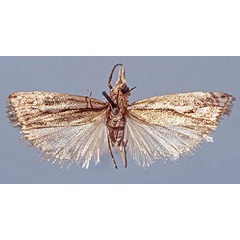 /filer/webapps/moths/media/images/P/principellus_Microcrambon_HT_TMSA.jpg