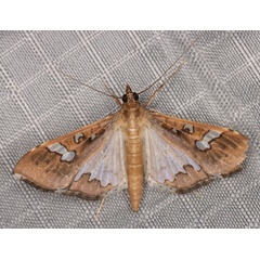 /filer/webapps/moths/media/images/V/vitrata_Maruca_A_Heyns_01.jpg
