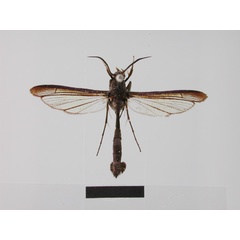 /filer/webapps/moths/media/images/T/typica_Similipepsis_HT_ZMHB.jpg