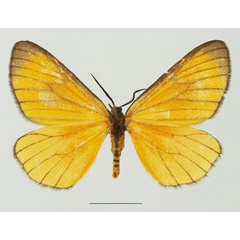 /filer/webapps/moths/media/images/M/marginata_Petovia_AM_Basquinb.jpg