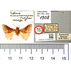 /filer/webapps/moths/media/images/C/cinnamomarea_Latoia_HT_BMNH.jpg