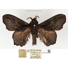 /filer/webapps/moths/media/images/N/nigricans_Odontogama_AM_NHMUK.jpg
