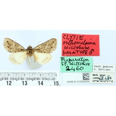 /filer/webapps/moths/media/images/O/orthomelaina_Clytie_PTM_BMNH.jpg