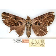 /filer/webapps/moths/media/images/A/alboapicata_Tolna_HT_RMCA_01_jP8WxNT.jpg
