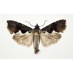 /filer/webapps/moths/media/images/B/bernardi_Dracontogena_A_KSund_01.jpg