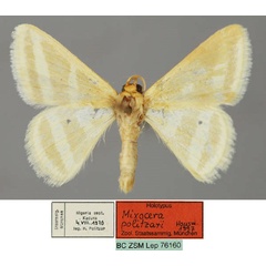 /filer/webapps/moths/media/images/P/politzari_Mixocera_HT_ZSM_01.jpg