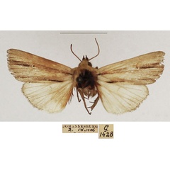 /filer/webapps/moths/media/images/I/interciliata_Mythimna_AM_TMSA_02.jpg