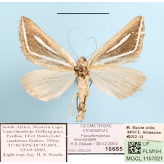 /filer/webapps/moths/media/images/L/leucograpta_Pseudomaenas_A_MGCLa_01.jpg