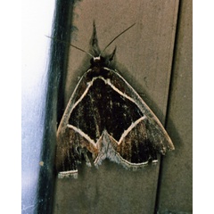 /filer/webapps/moths/media/images/E/embolophora_Fodina_A_Roland_01.jpg