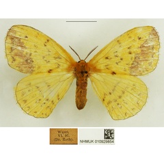 /filer/webapps/moths/media/images/C/citrina_Stenoglene_AF_NHMUK.jpg