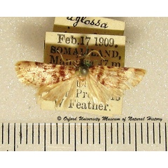 /filer/webapps/moths/media/images/I/incultalis_Aglossa_A_OUMNH.jpg