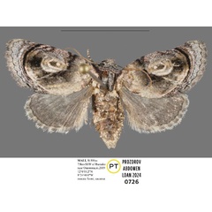 /filer/webapps/moths/media/images/N/niger_Paracroria_PTF_Mueller_01.jpg