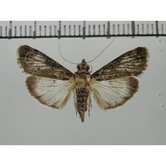 /filer/webapps/moths/media/images/G/gamsbergpastalis_Salma_PT_ZHMB.jpg