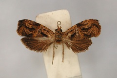 Eccopsis trixiphias