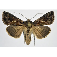 /filer/webapps/moths/media/images/A/amydra_Ctenoplusia_A_NHMO.jpg