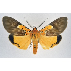 /filer/webapps/moths/media/images/S/speciosa_Asota_AM_NHMO.jpg