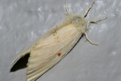 Euproctis straminicolor