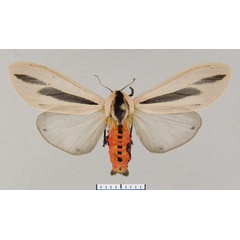 /filer/webapps/moths/media/images/O/omanirana_Creatonotos_HT_MWM.jpg